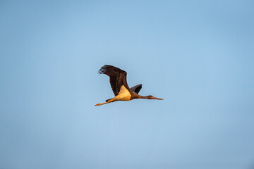 Black stork or Ciconia nigra bird flying high with full wingspan in blue sky background in forest of panna national park madhya pradesh india asia