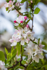 White and pink tree blossom