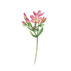 Closeup of bright pink centaurium flower (common centaury, centaurium erythraea). Watercolor hand drawn painting illustration isolated on white background.