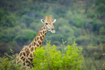 A giraffe in the wild