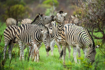 Fototapeta na wymiar Dazzle of zebra in the wild