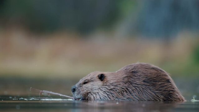4K video of a beaver eating a branch in shallow water at ground level.