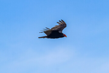 Volunteer Point, Falkland Islands, UK