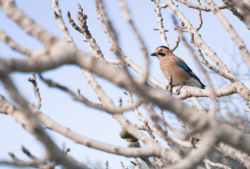 Isolated beautiful Euroasian Jay on tree branch