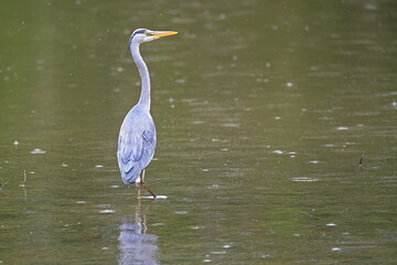 Heron standing in water looking right