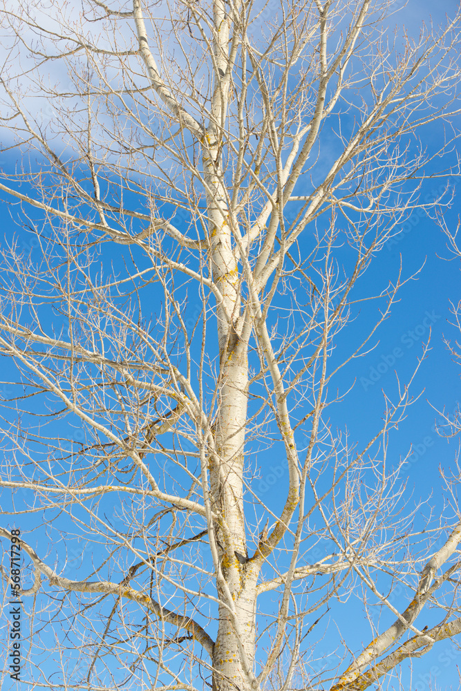 Wall mural Leafless tree in the Pyrenees.