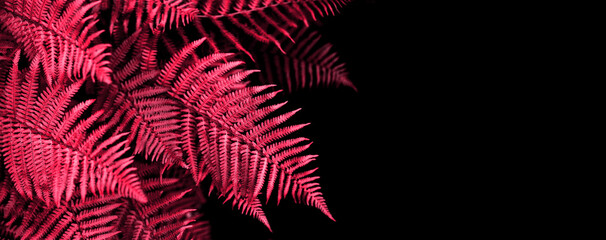 banner natural abstraction background fern leaf on magenta color background tropical leaves