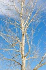 Obraz premium Leafless tree in the Pyrenees.