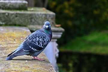 Pidgeon on parapet looking left towards camera