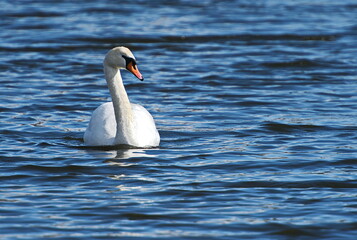 Swimming swan looking right