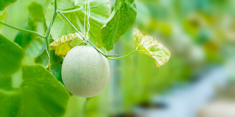 close up photo of a melon fruit on tree growing in glasshouse
