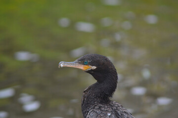 a sea bird drying its wings on a cloudy day