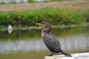 a sea bird drying its wings on a cloudy day