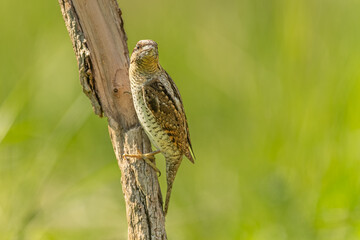 Fototapeta premium Wendehals (Jynx torquilla)