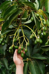 First time getting fruit on this young avocado tree in the orchard.
