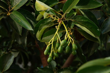 First time getting fruit on this young avocado tree in the orchard.