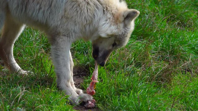 feeding polar wolf in the zoo