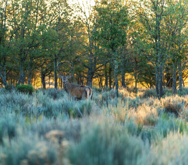 Isolated male deer looking at the camera in the bush