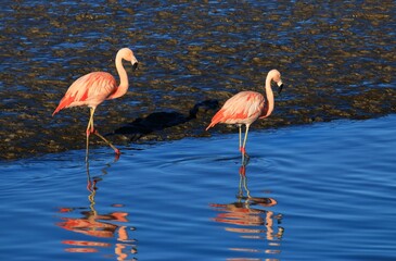 Fototapeta na wymiar flamingos enjoying the sun in the sea estuary