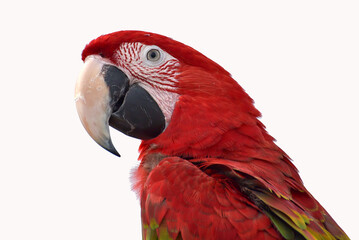 Close up photo of a macaw parrot