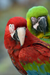 Close up photo of a macaw parrot