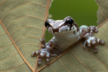 Milk frog looking through a hole inside a leaf
