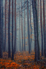 misty autumn forest 
