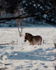 Wild horse in a snow field