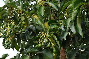 First time getting fruit on this young avocado tree in the orchard.