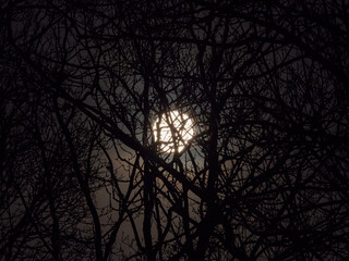 Full Moon Through Silhouetted Trees