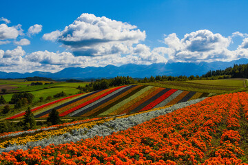 Shikisai no Oka in Hokkaido