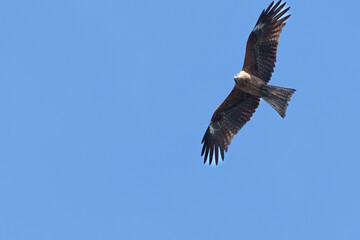 青空の中を飛翔する鳥