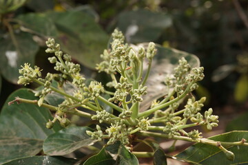 A mature avocado tree may produce in excess flowers during the flowering period, most of which fall without producing fruit.