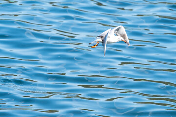 海の上を飛翔するカモメ