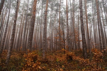 misty autumn forest