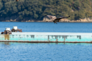 Fototapeta premium 飛翔する鳥