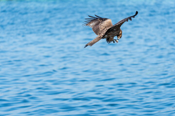 Obraz premium 海の上を飛翔するカモメ