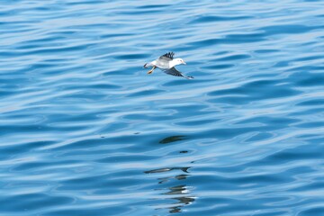海の上を飛翔するカモメ
