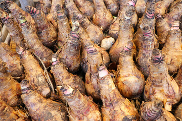 spring flower bulbs in wooden crates