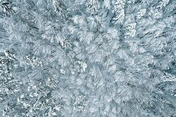 Aerial view of snow covered forest