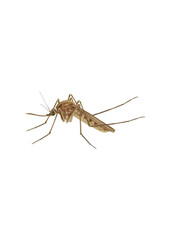 mosquito isolated, drawing, komar rysunek - obrazy, fototapety, plakaty