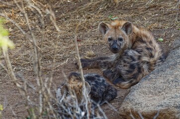 hyena cub sitting at Den