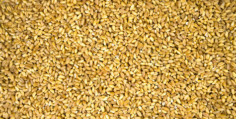 Wheat grain background. Background texture. Banner. Top view. Selective focus.