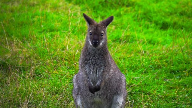 wallaby (macropodidae) on green grass. slow motion