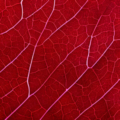 Naklejka na ściany i meble red leaf background