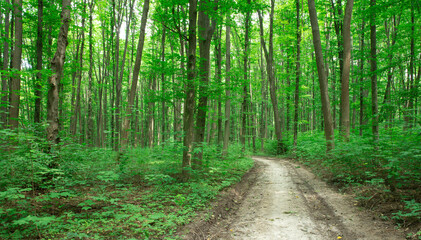 Forest trees. nature green wood sunlight backgrounds