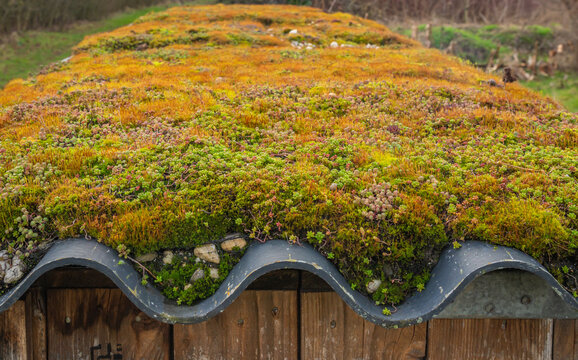 Detail of green, living roof with moss, selective focus