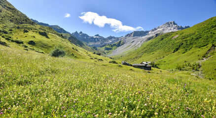 Fototapeta premium lush blooming flower meadow in gafiertal near st. antonien, swiss alps grisons