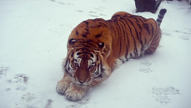 4k120 fps super slow motion video of big male Siberian tiger, panthera tigris altaica in cold winter forest after snowfall , national park Leopard Land, filmed on Nikon z9 high quality 8k camera