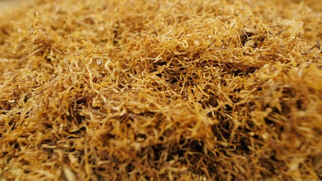 Hand rolling tobacco. High quality dry cut smoking tobacco leaves